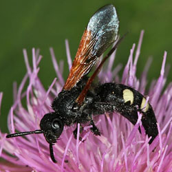 FotD